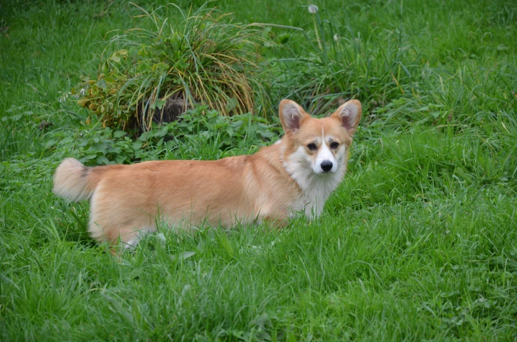 Les Welsh Corgi Pembroke de l'affixe Des Bouilles De Clown