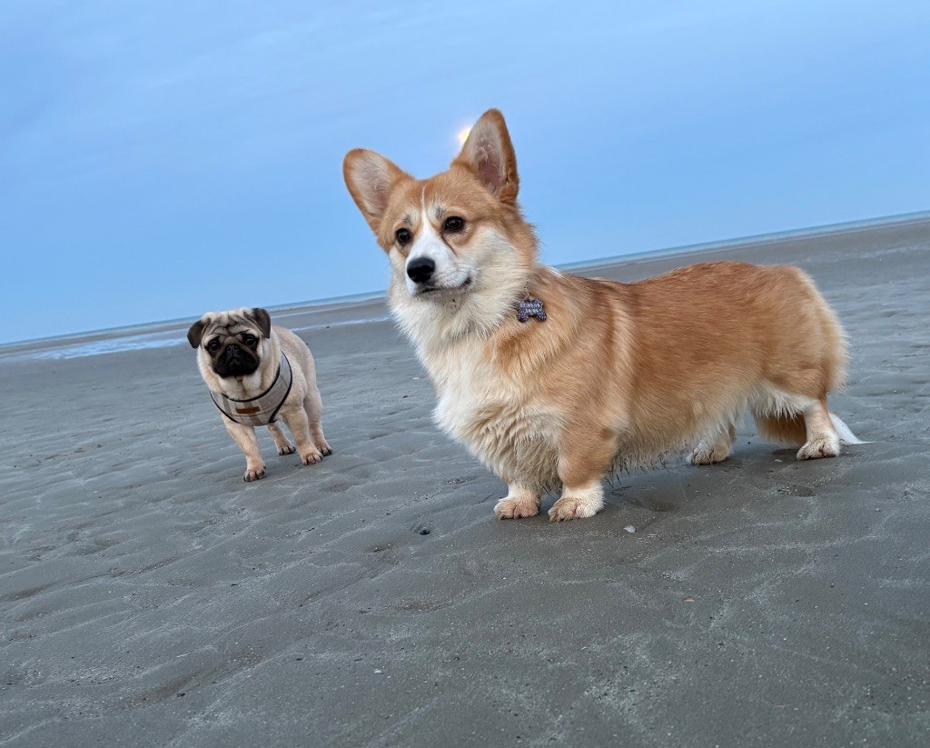 Les Welsh Corgi Pembroke de l'affixe Des Bouilles De Clown