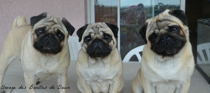 Des Bouilles De Clown - Photo de Famille