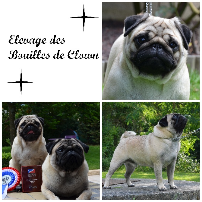 Des Bouilles De Clown - Nouvelle page Facebook 