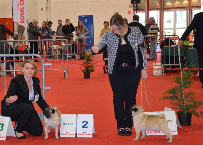 Des Bouilles De Clown - Internationale de Périgueux Houston Heartbreaker du Haut Marais RCACS