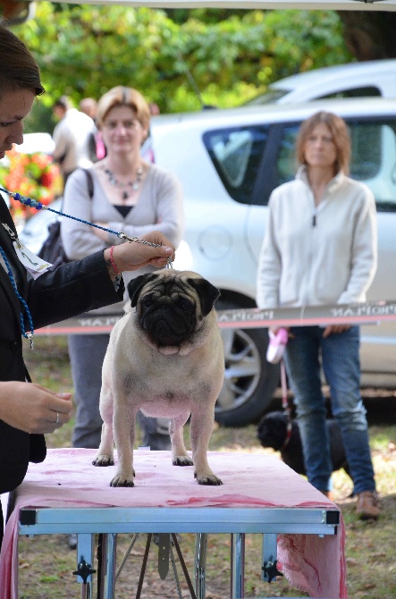 Des Bouilles De Clown - Régionale d'élevage CFBTC à Saint Felix de Reilhac (24)