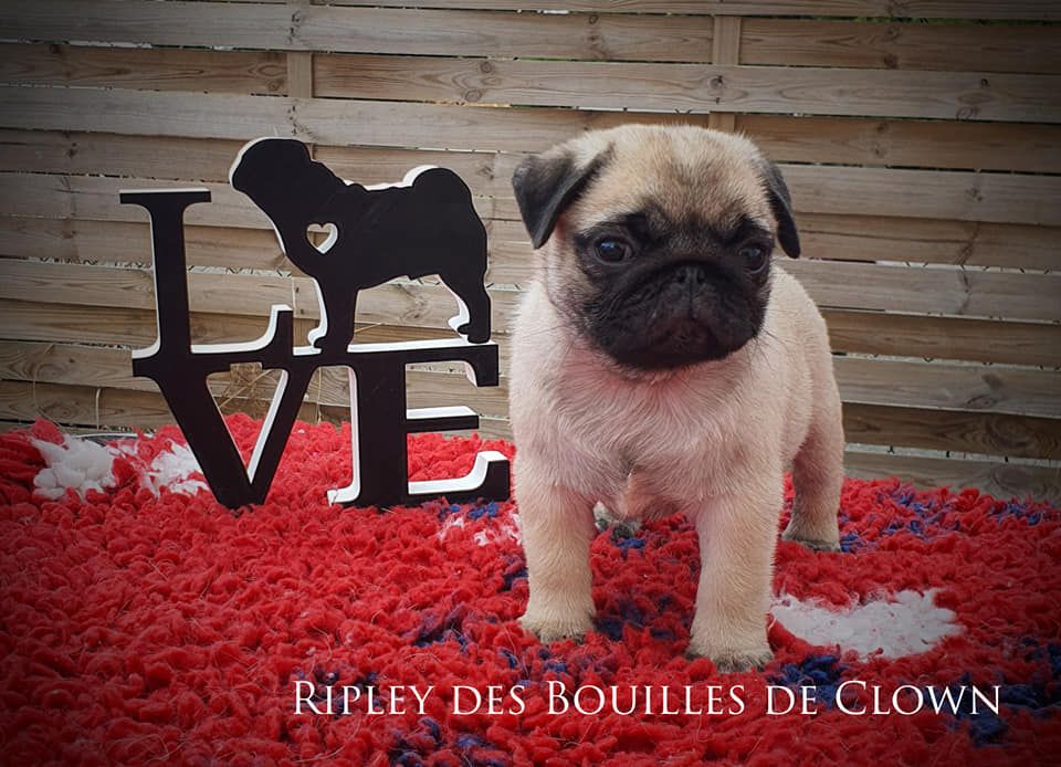 Des Bouilles De Clown - Ripley