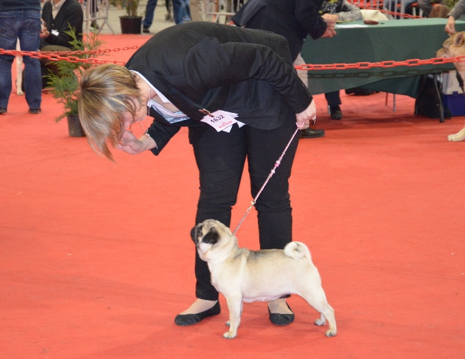 Des Bouilles De Clown - Internationale de Périgueux Iowa Best in Show jeune !!!