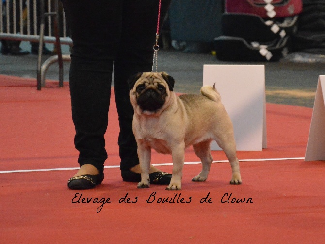Des Bouilles De Clown - Exposition Internationale CACIB de Toulouse 2015