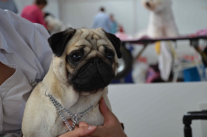 Des Bouilles De Clown - Exposition Internationale (CACIB) de Montpellier 2014