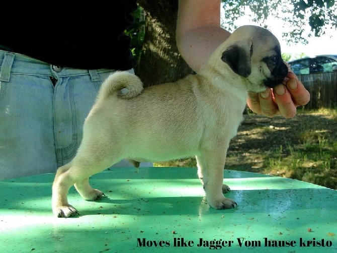 Des Bouilles De Clown - Moves like Jagger vom hause Kristo