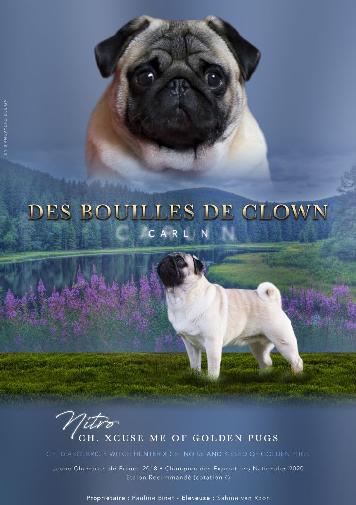 Des Bouilles De Clown - Nitro champion des expositions nationales 