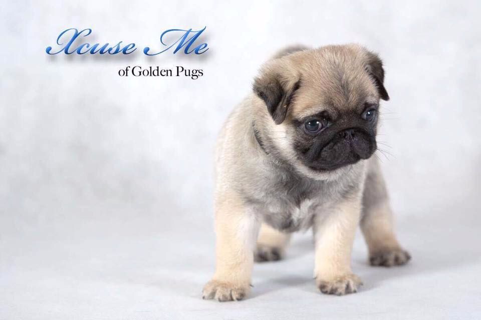 CH. Xcuse me of golden pugs