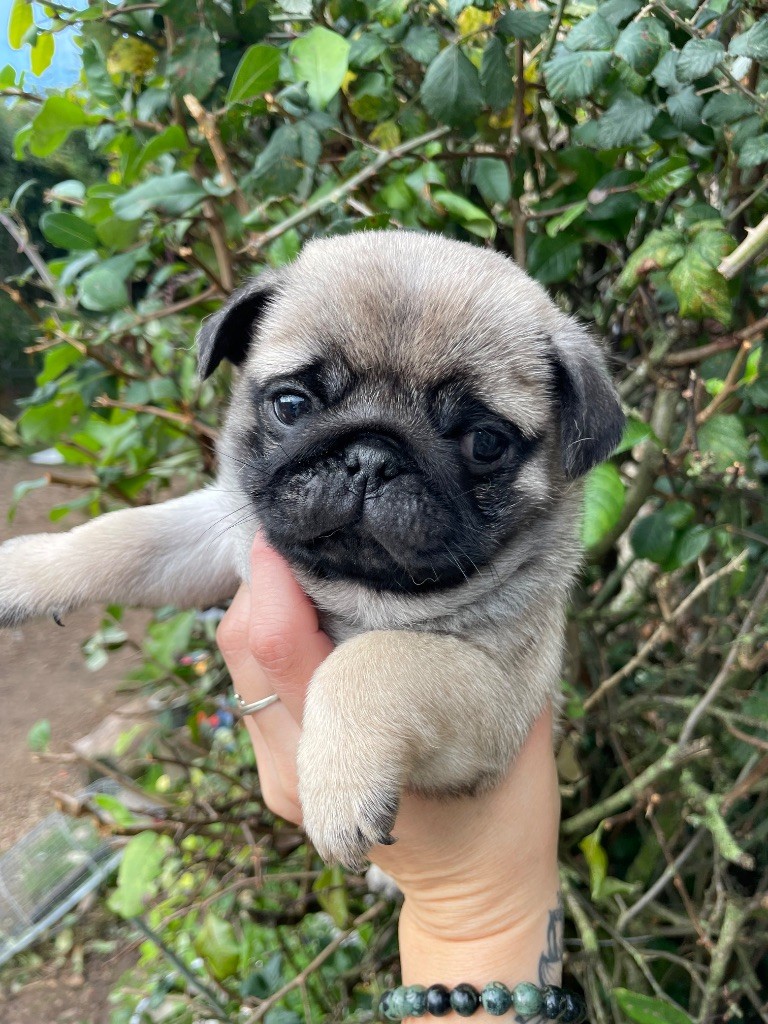 Des Bouilles De Clown - Chiot disponible  - Carlin