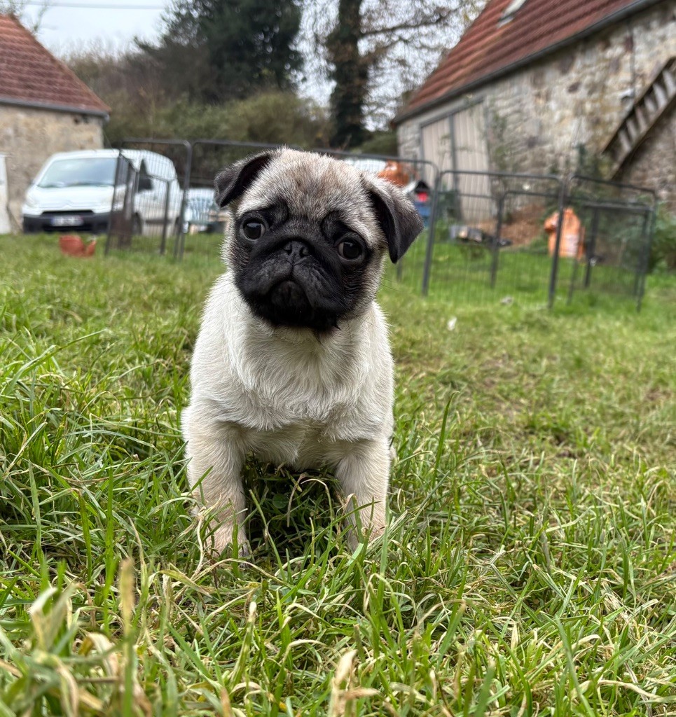 Des Bouilles De Clown - Chiot disponible  - Carlin