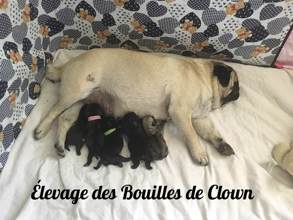 Des Bouilles De Clown - Carlin - Portée née le 09/06/2017