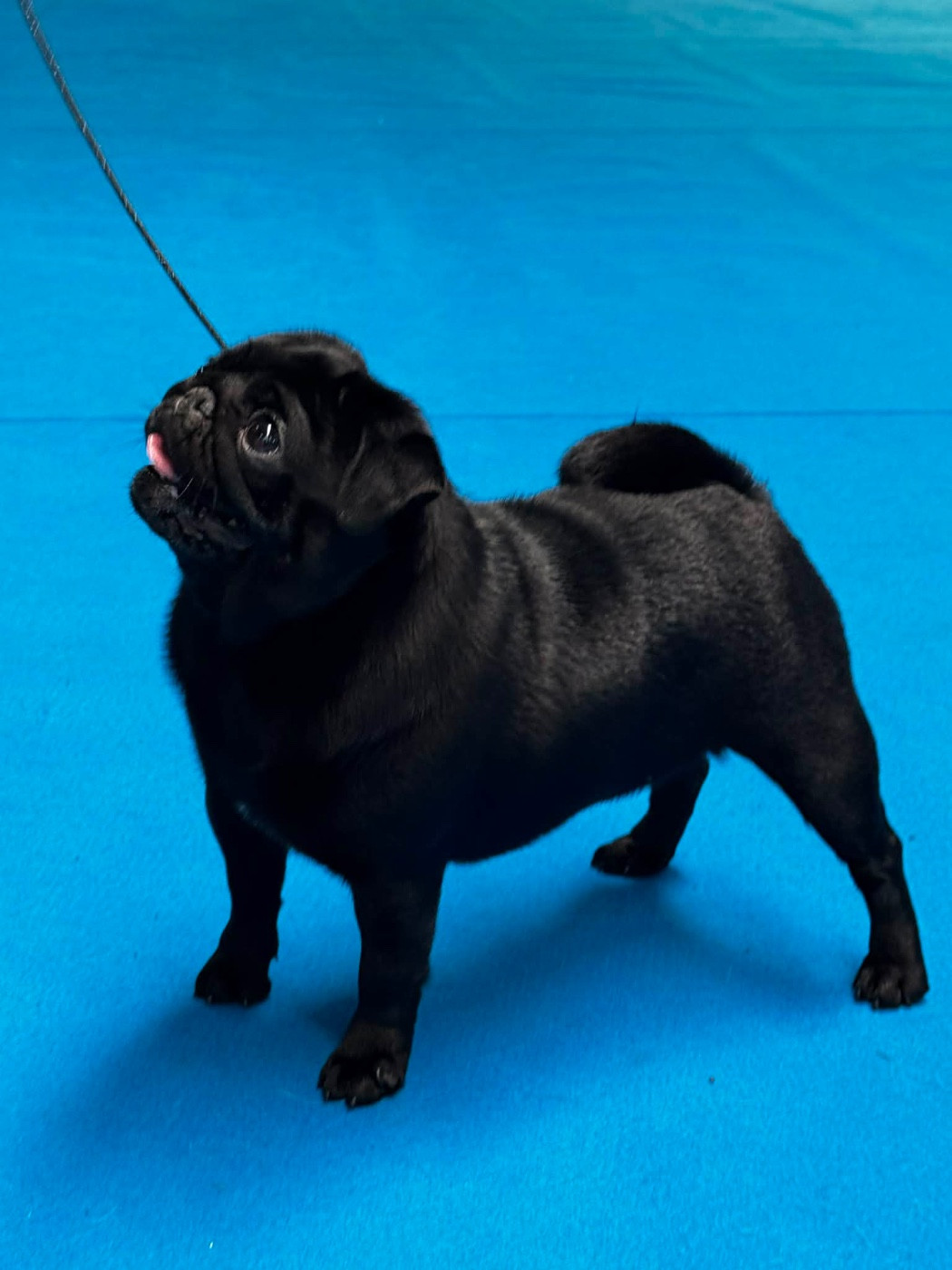 Very important pug Des Bouilles De Clown