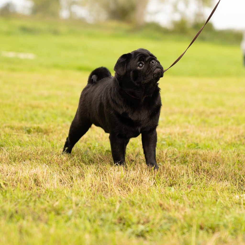 Anakin skywalker Des Bouilles De Clown