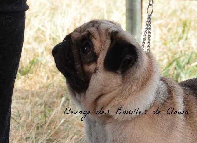 Des Bouilles De Clown - Nationale de Auch 2015