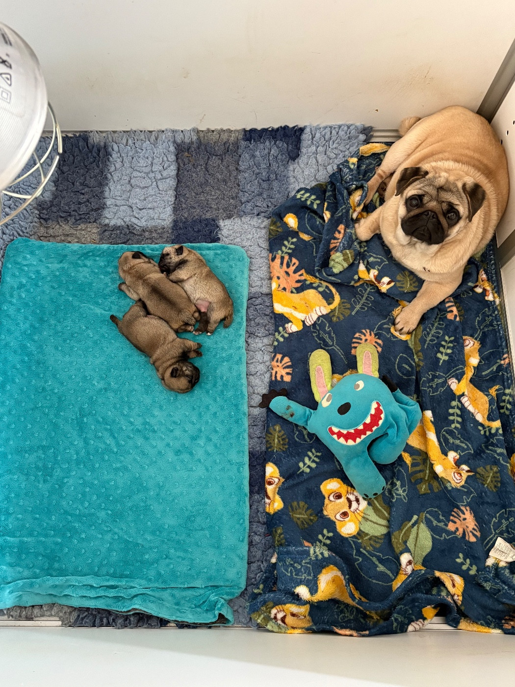 Des Bouilles De Clown - Carlin - Portée née le 02/02/2026