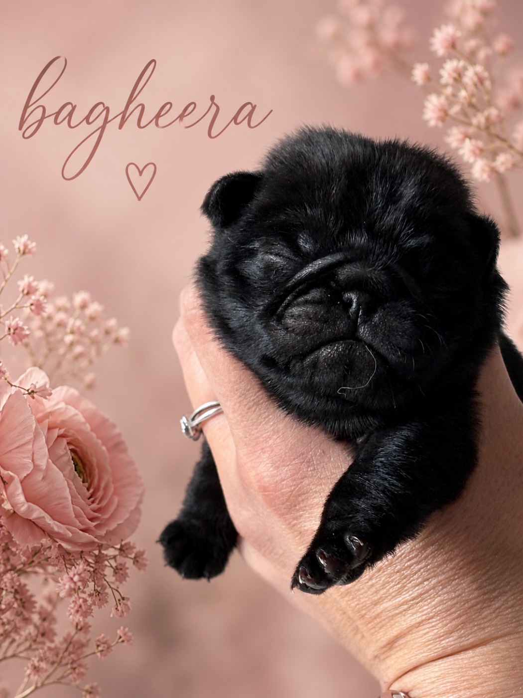 Des Bouilles De Clown - Chiots disponibles - Carlin