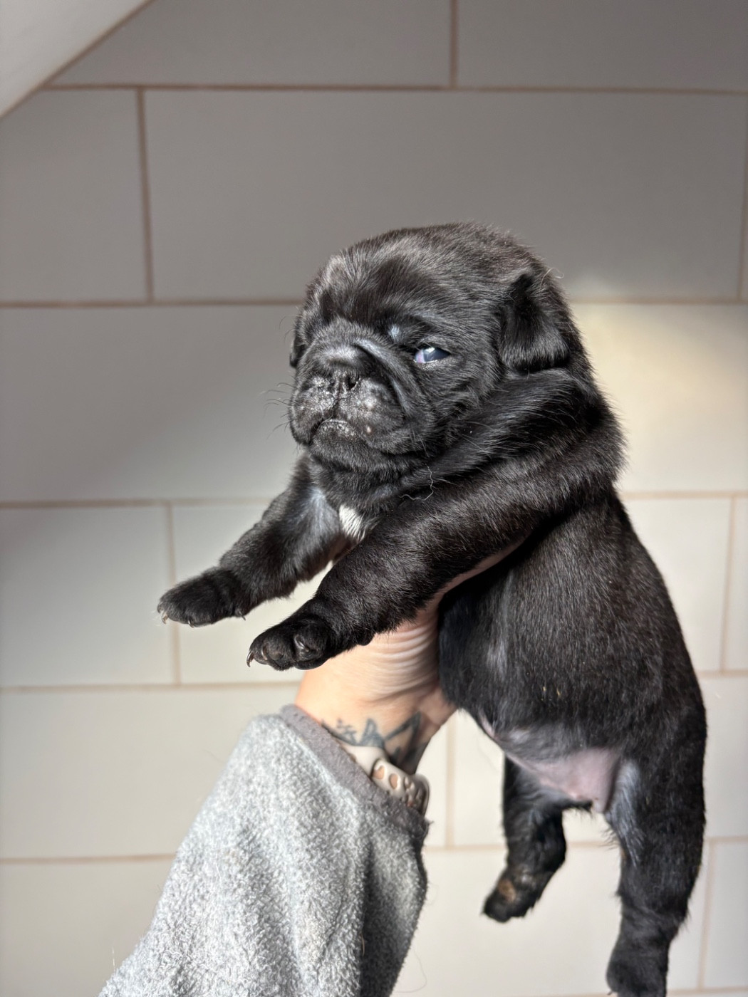 Des Bouilles De Clown - Chiots disponibles - Carlin