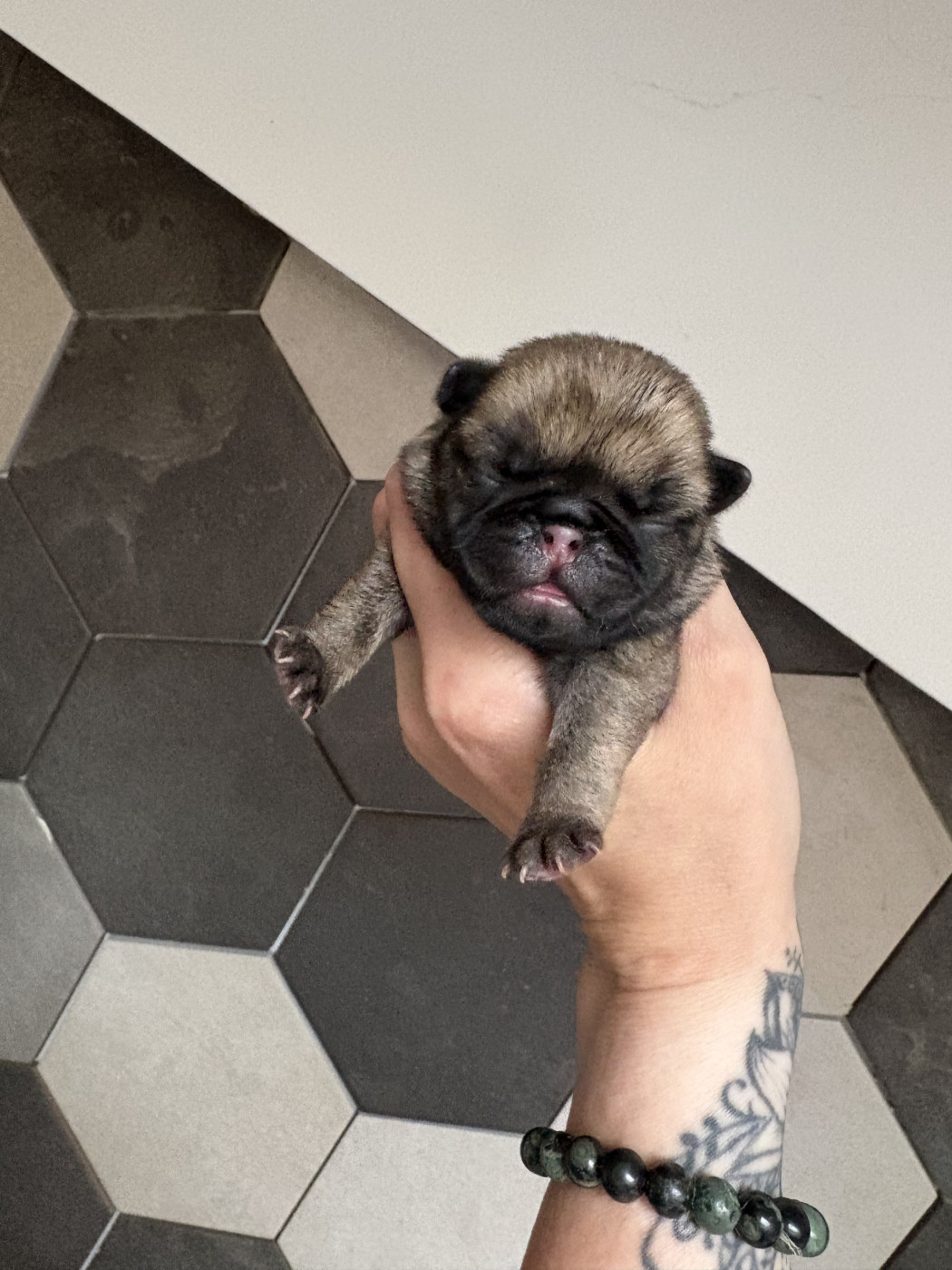 Des Bouilles De Clown - Chiots disponibles - Carlin