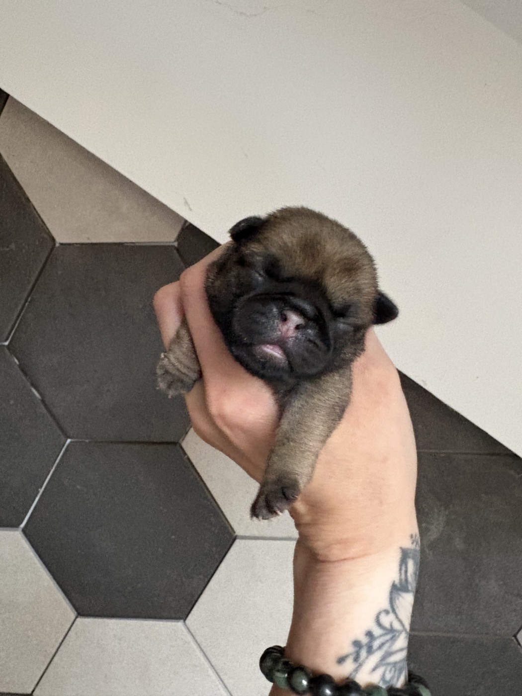 Des Bouilles De Clown - Chiots disponibles - Carlin