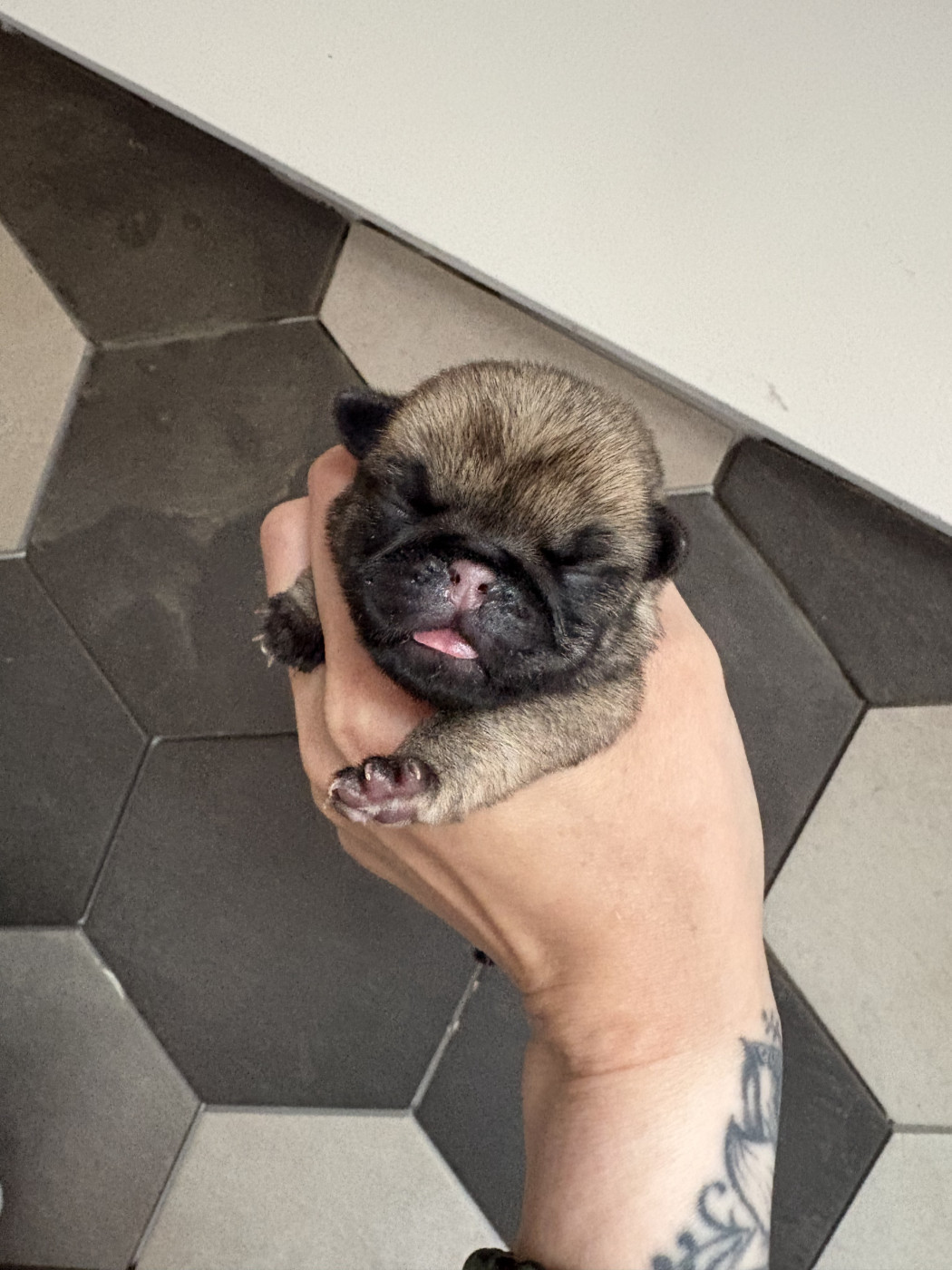 Des Bouilles De Clown - Chiots disponibles - Carlin