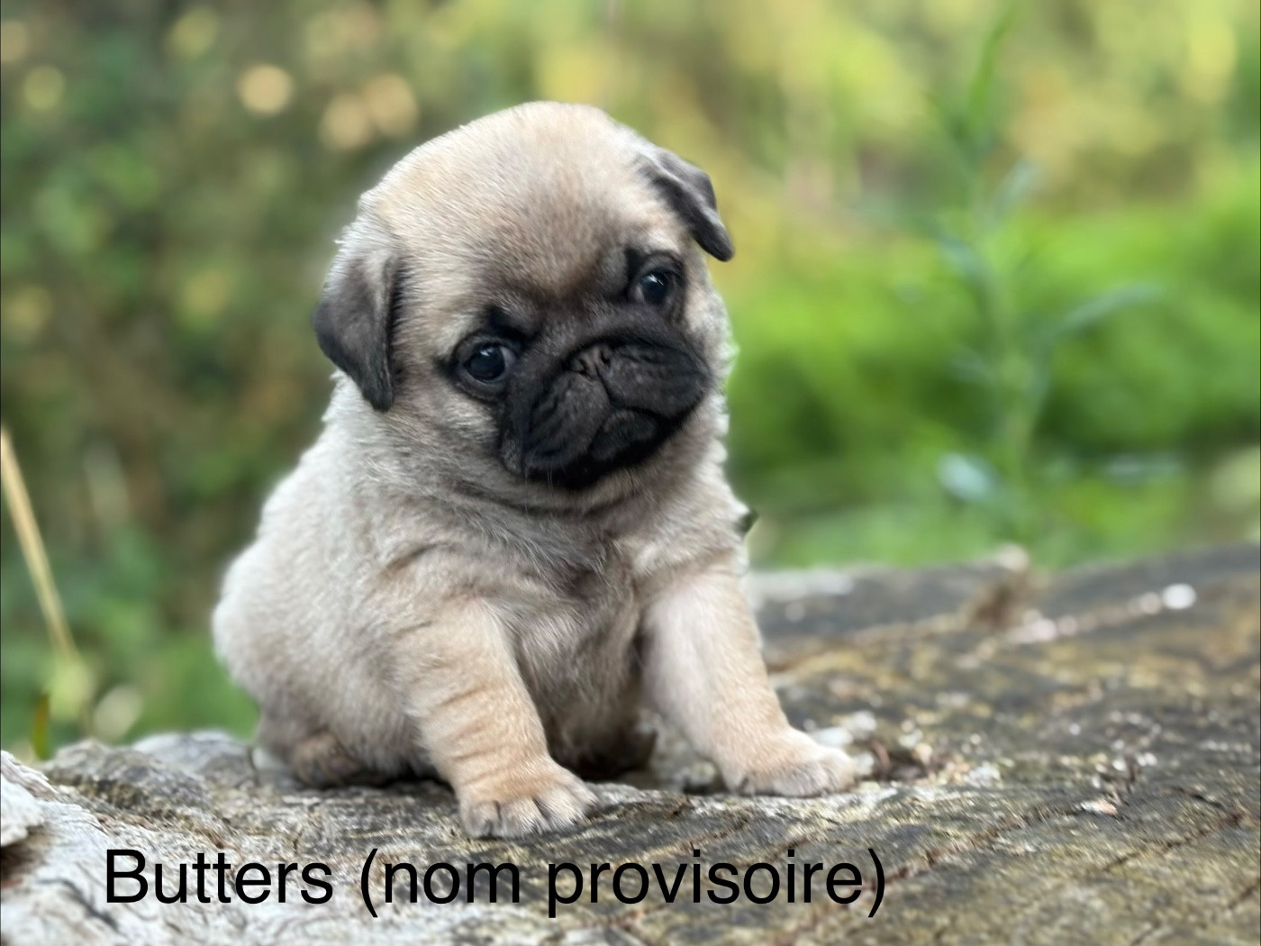 Des Bouilles De Clown - Chiots disponibles - Carlin