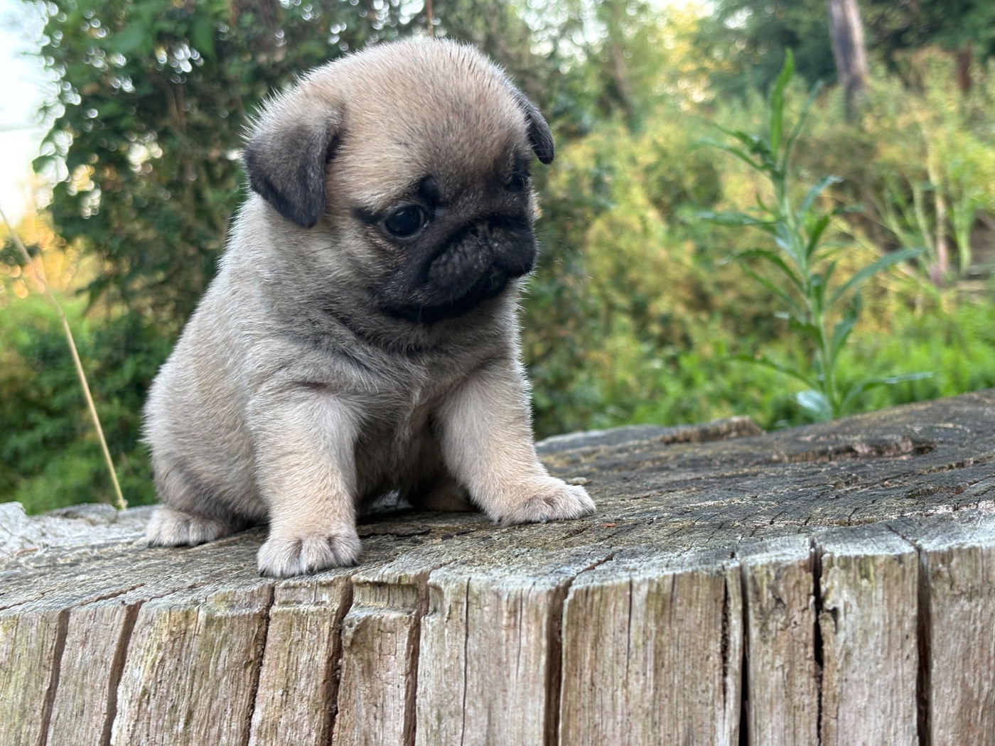 Des Bouilles De Clown - Chiots disponibles - Carlin