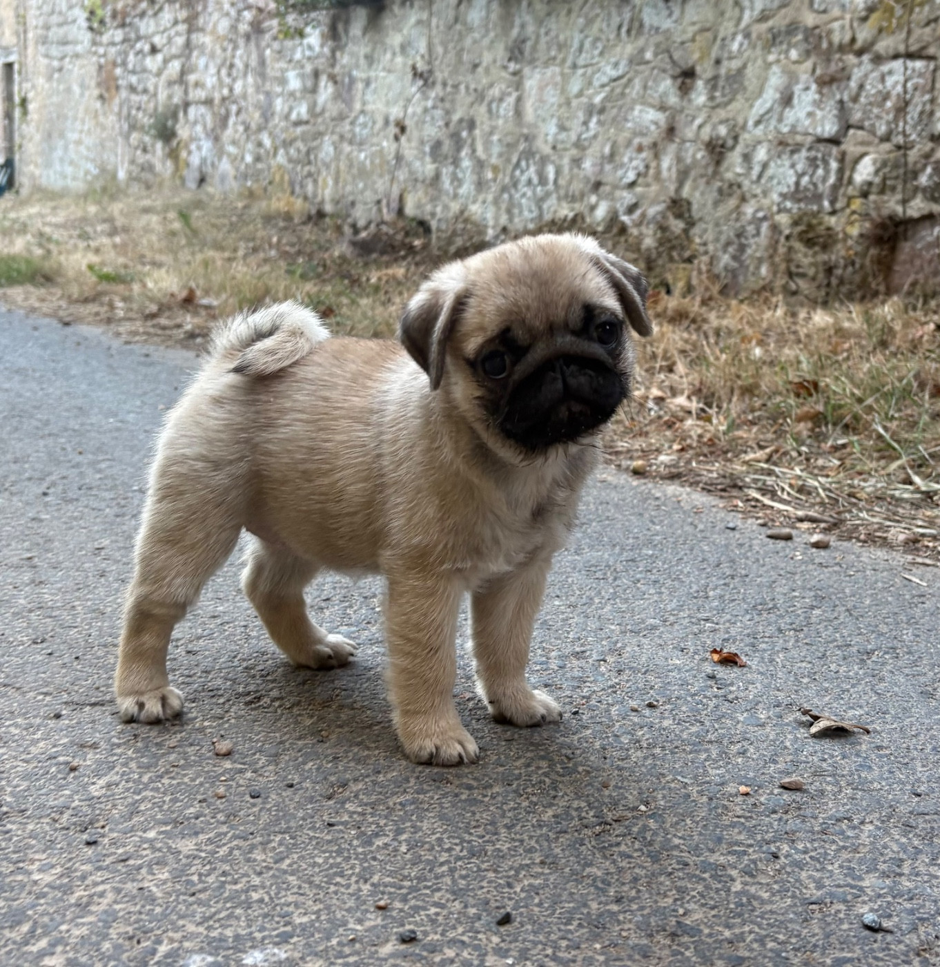 Des Bouilles De Clown - Chiots disponibles - Carlin