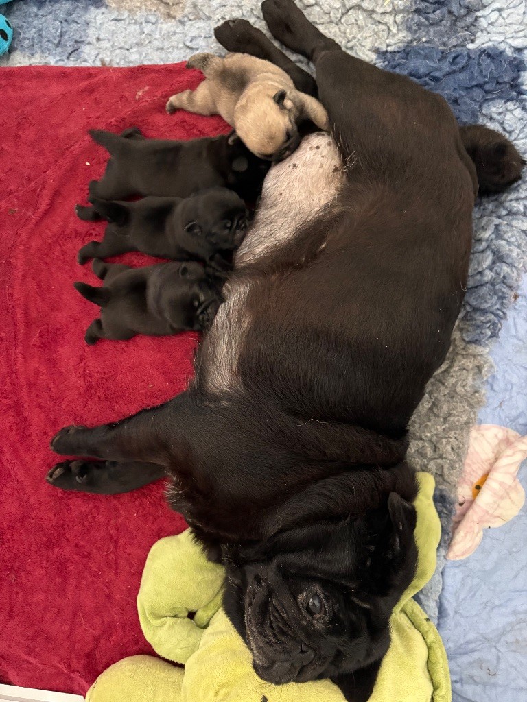 Chiot Carlin Des Bouilles De Clown