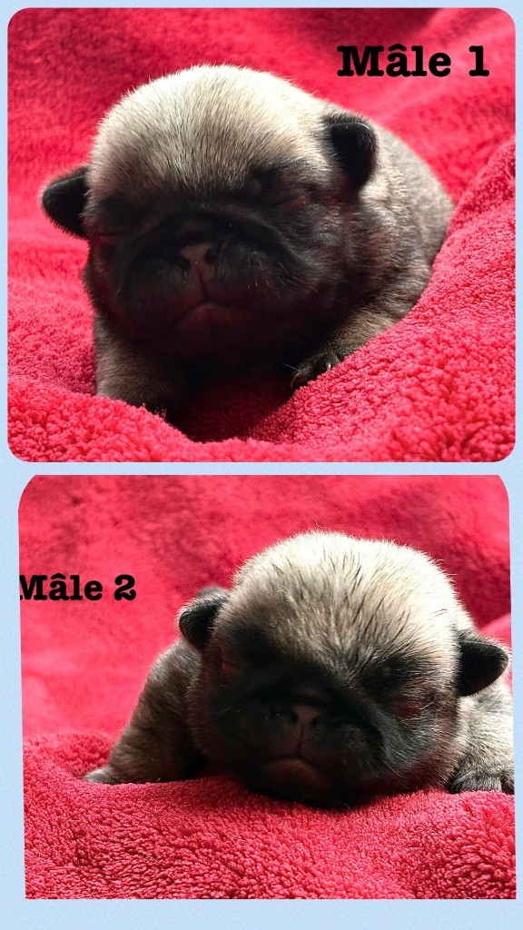 Des Bouilles De Clown - Chiots disponibles - Carlin
