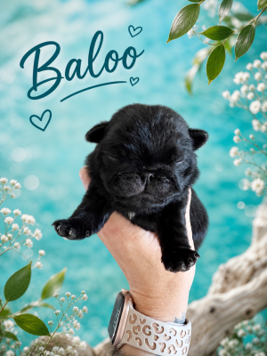 Baloo ( nom provisoire)