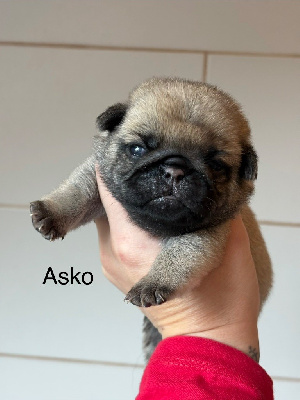 Asko
