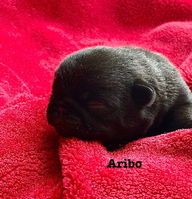 Aribo