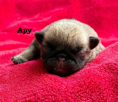 Apy