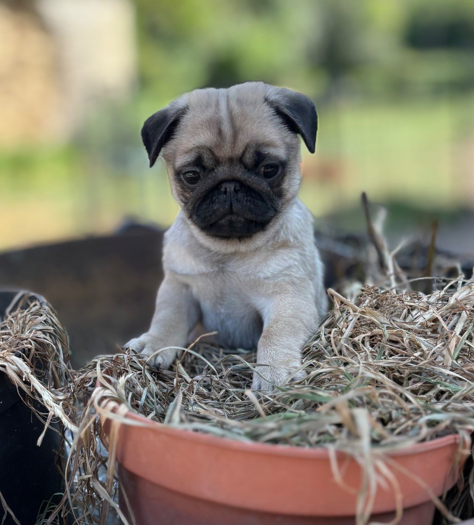 Des Bouilles De Clown - Chiots disponibles - Carlin